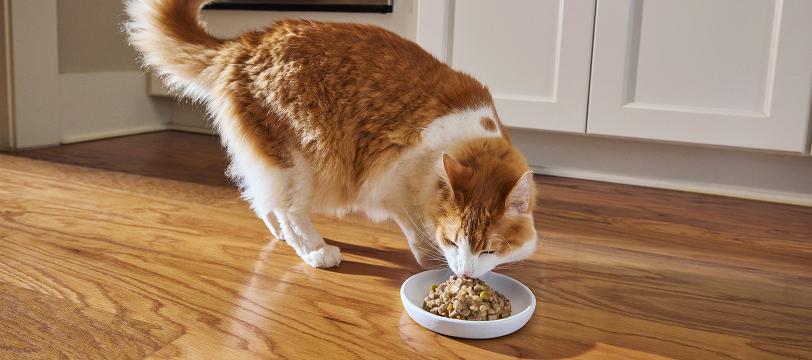 Orange cat eating off plate