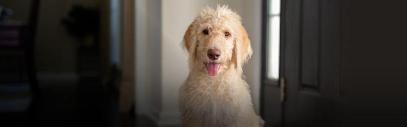 golden doodle dog