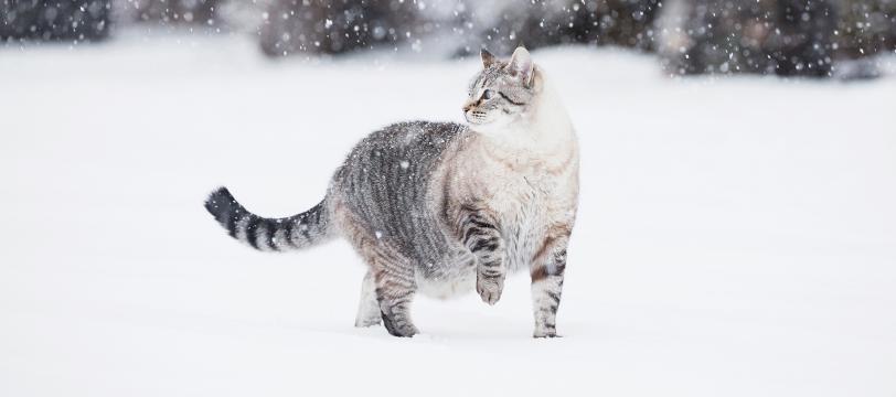 A cat standing in the snow