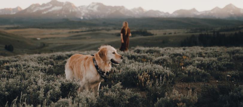 A dog standing in a field with a woman in the background