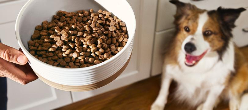 A bowl of dry dog food