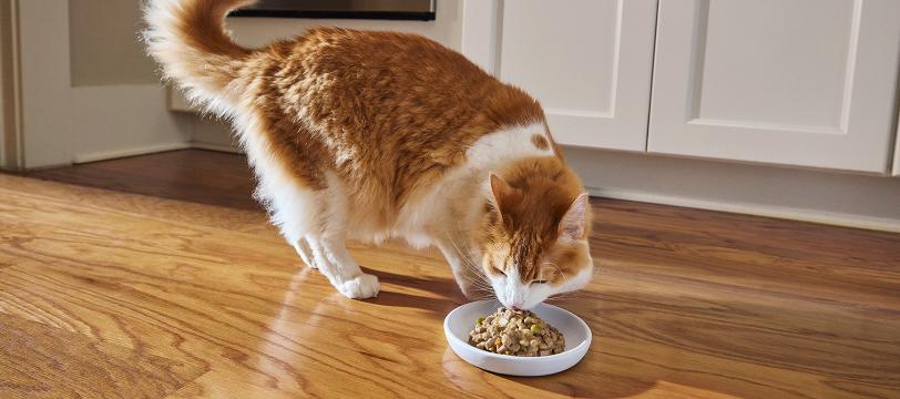 A cat eating food from a bowl