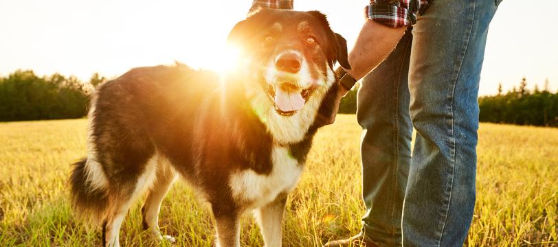 Man and dog in field