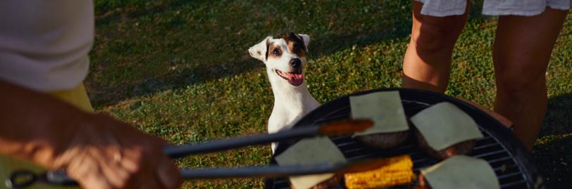 White dog sitting up looking at bbq grill with cheeseburgers