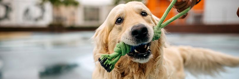 golden retriever holding green rope toy in mouth