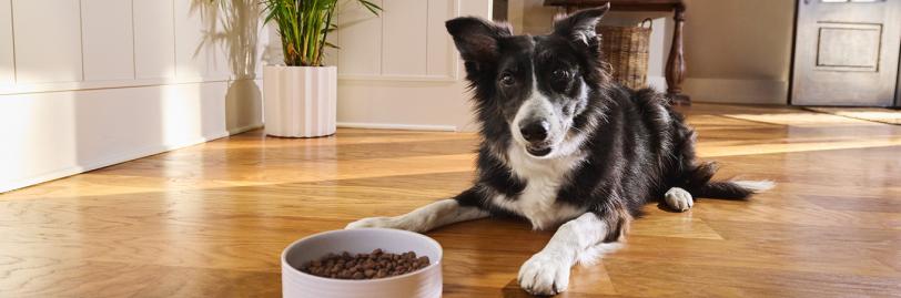 Black & white dog laying on wood floor with a bowl of food in front of him