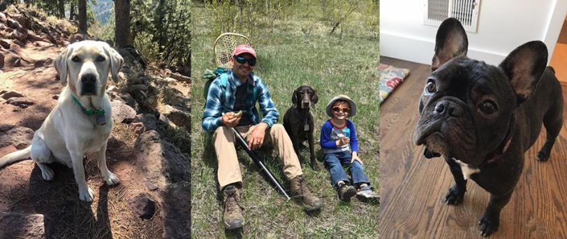 Pictures of a man and child and three dogs