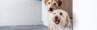 two dogs waiting for food