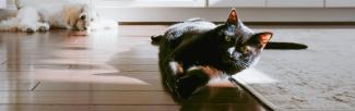 A black cat lying on a wood floor