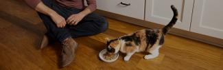 A cat eating from a bowl