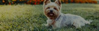 A dog lying in the grass